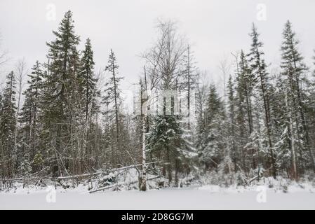 Beaver Hut sur la rive d'un lac gelé à la fin de l'automne. Banque D'Images