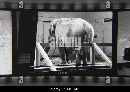 Fin années 1970 vintage noir annonce blanche photographie d'un éléphant triste dans un petit enclos d'animaux au zoo. Banque D'Images