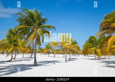 Cuba, Isla de la Juventud, Cayo Largo de sur, Playa Sirena Banque D'Images