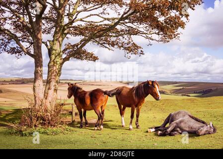 Cinq poneys sauvages sur le Cissbury Ring sur les South Downs avec flanc de coteau vallonné et terres agricoles à West Sussex, Angleterre, Royaume-Uni Banque D'Images