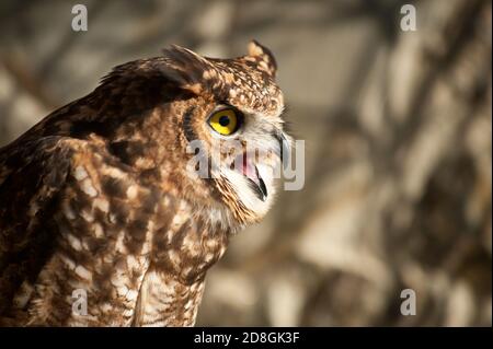 Image de chouette fantastique, hibou africain avec le regard agressif bec ouvert, oreilles soulevées Banque D'Images