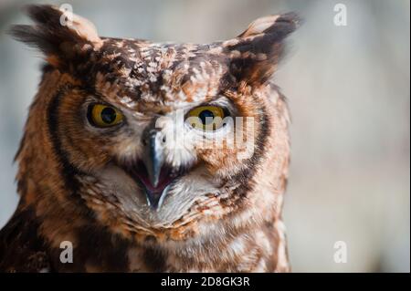 Image de chouette fantastique, hibou africain avec le regard agressif bec ouvert, oreilles soulevées Banque D'Images