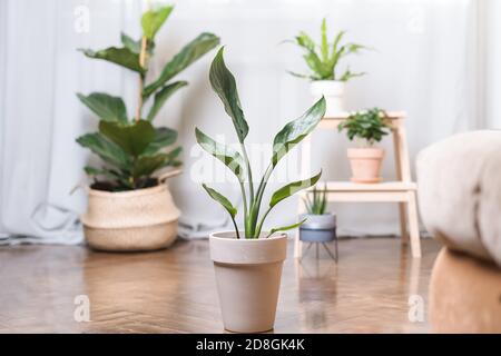 Vue rapprochée de différentes belles plantes de maison vertes dans des pots sur blanc, jungle urbaine Banque D'Images