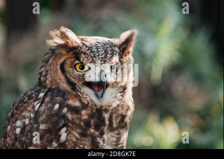 Image de chouette fantastique, hibou africain avec le regard agressif bec ouvert, oreilles soulevées Banque D'Images