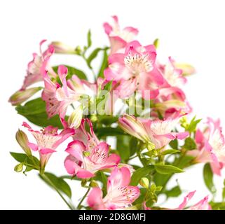 Fond floral. Bouquet de fleurs d'Alstroemeria en pleine fleur. Fleurs roses d'Alstroemeria Banque D'Images