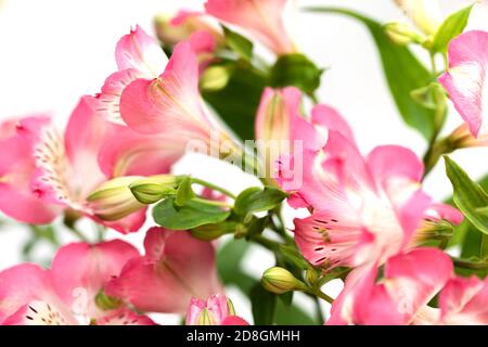 Fond floral. Bouquet de fleurs d'Alstroemeria en pleine fleur. Fleurs roses d'Alstroemeria Banque D'Images