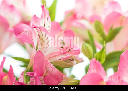 Fond floral. Bouquet de fleurs d'Alstroemeria en pleine fleur. Fleurs roses d'Alstroemeria Banque D'Images
