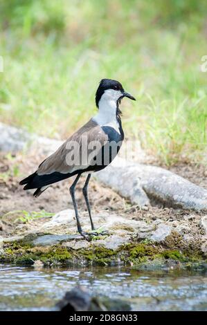 lapwing à ailes en épi, Vanellus spinosus, dans la réserve nationale de Samburu. Kenya. Afrique. Banque D'Images