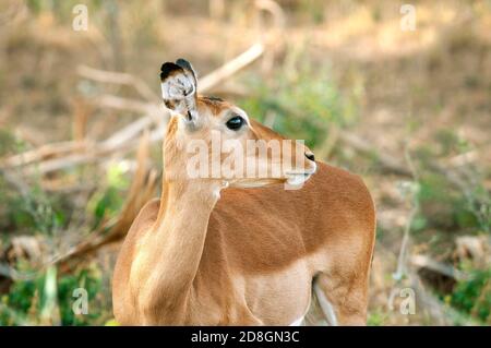 Impala commun, Aepyceros melampus. Femme dans la réserve nationale de Samburu. Kenya. Afrique. Banque D'Images