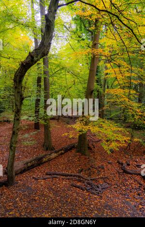 Automne, forêt, chemin forestier, arbres avec feuilles de couleur automnale, Banque D'Images