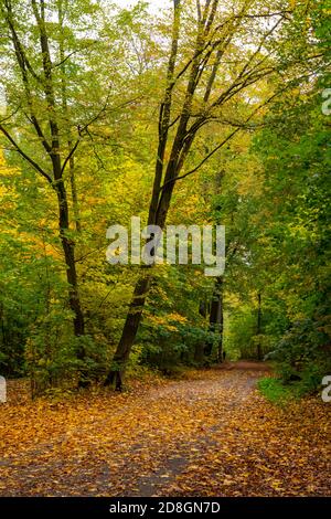 Automne, forêt, chemin forestier, arbres avec feuilles de couleur automnale, Banque D'Images