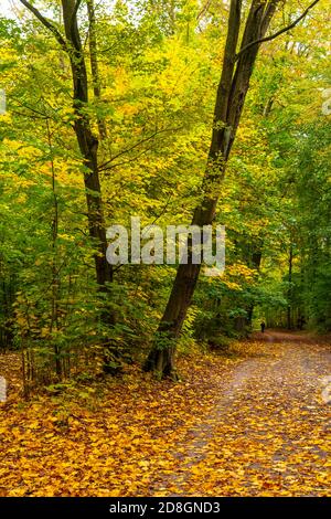 Automne, forêt, chemin forestier, arbres avec feuilles de couleur automnale, Banque D'Images