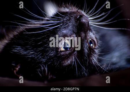 Gros plan d'un chaton noir couché à l'envers Banque D'Images