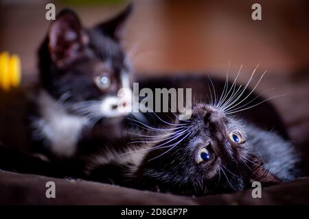 Photo avec mise au point peu profonde de deux chatons noirs se trouvant sur le table de traitement Banque D'Images