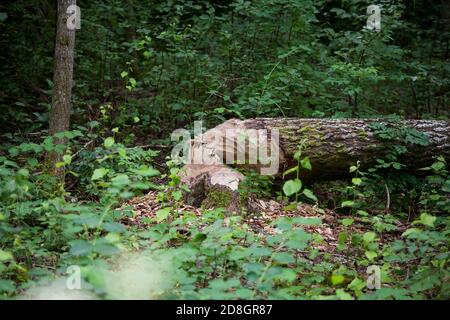 ARBRES abattus par les castors Banque D'Images