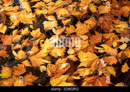 Feuilles colorées, feuillage, en automne, flottant sur la surface d'un étang, Banque D'Images