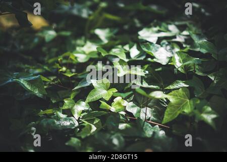 Feuilles vertes de Hedera Helix communément connu sous le nom de lierre anglaise ou une ivie commune Banque D'Images