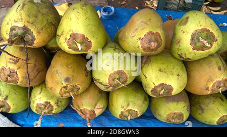 Vue panoramique sur les noix de coco tendres, vert frais, Cocos nucifera est un membre de la famille des palmiers Banque D'Images