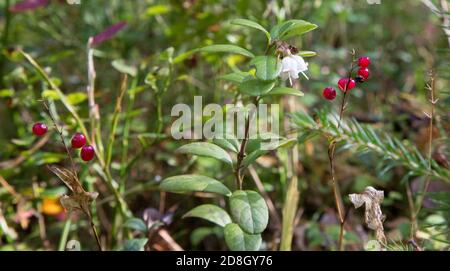 De minuscules fleurs de lingonberry en forme de cloche. Canneberges en fleurs sur une branche Banque D'Images