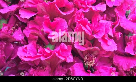 Vue panoramique sur l'hibiscus rose ou la fleur de rosemallow Banque D'Images
