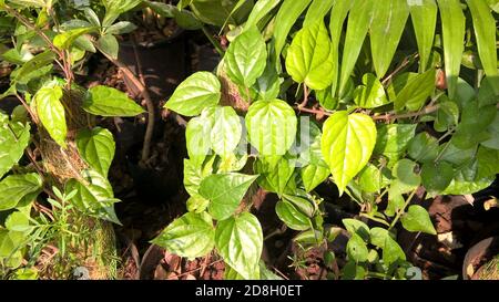 Vue panoramique sur les plantes à feuilles de bétel pour une utilisation polyvalente Banque D'Images