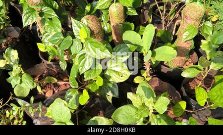 Vue panoramique sur les plantes à feuilles de bétel pour une utilisation polyvalente Banque D'Images