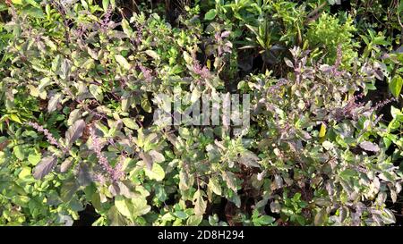 Vue panoramique sur le basilic Saint, Ocimum tenuiflorum également appelé plantes tulsi Banque D'Images