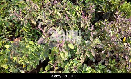 Vue panoramique sur le basilic Saint, Ocimum tenuiflorum également appelé plantes tulsi Banque D'Images