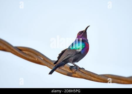 Oiseau de soleil tropical Splendid - Cinnyris coccinigaster Banque D'Images