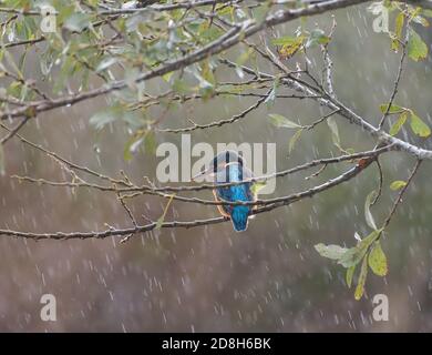 Kingfisher sur la perche sous la pluie Banque D'Images