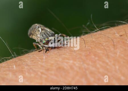 Regenbremse, Regen-Bremse, Regenbogenbremse, Regenbogen-Bremse, Blinde Fliege, Gewitterbremse, Bremse, Haematopota pluvialis, sticht in menschlichen A. Banque D'Images