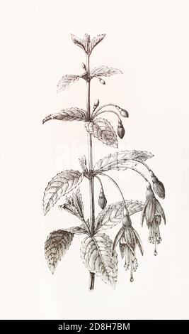 Fuchsia coccinea. gravure du xixe siècle. Banque D'Images