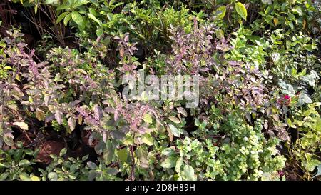 Vue panoramique sur le basilic Saint, Ocimum tenuiflorum également appelé plantes tulsi Banque D'Images