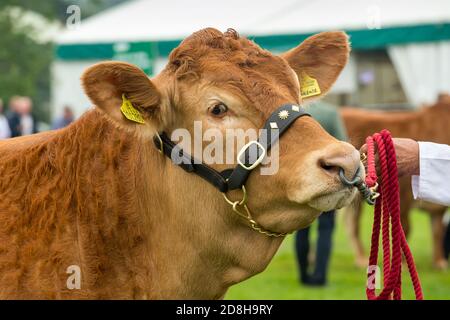 Gros plan d'un grand taureau Limousin dans l'anneau de spectacle du Great Yorkshire Show, avec anneau dans son nez et portant un halter en cuir. 2019, Angleterre, Royaume-Uni Banque D'Images