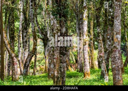 (201030) -- KUALA LUMPUR, 30 octobre 2020 (Xinhua) -- photo prise le 29 octobre 2020 montre la plantation de bois d'agar de la vallée du thé de Gaharu à Gopeng, Perak, Malaisie. POUR ALLER AVEC Spotlight: CIIE renforcer la confiance de l'entreprise malaisienne dans le marché chinois (Xinhua/Zhu Wei) Banque D'Images