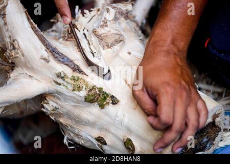 (201030) -- KUALA LUMPUR, le 30 octobre 2020 (Xinhua) -- UN travailleur sculpte une racine de bois d'agar dans la vallée du thé de Gaharu à Gopeng, Perak, Malaisie, le 29 octobre 2020. POUR ALLER AVEC Spotlight: CIIE renforcer la confiance de l'entreprise malaisienne dans le marché chinois (Xinhua/Zhu Wei) Banque D'Images