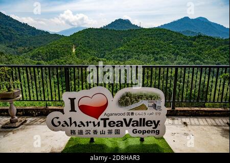 (201030) -- KUALA LUMPUR, 30 octobre 2020 (Xinhua) -- photo prise le 29 octobre 2020 montre la plantation de bois d'agar de la vallée du thé de Gaharu à Gopeng, Perak, Malaisie. POUR ALLER AVEC Spotlight: CIIE renforcer la confiance de l'entreprise malaisienne dans le marché chinois (Xinhua/Zhu Wei) Banque D'Images