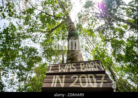 (201030) -- KUALA LUMPUR, 30 octobre 2020 (Xinhua) -- photo prise le 29 octobre 2020 montre la plantation de bois d'agar de la vallée du thé de Gaharu à Gopeng, Perak, Malaisie. POUR ALLER AVEC Spotlight: CIIE renforcer la confiance de l'entreprise malaisienne dans le marché chinois (Xinhua/Zhu Wei) Banque D'Images