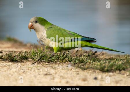 Monk Parakeet Myiopsitta monachus Costa Ballena Cadiz Espagne Banque D'Images