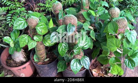 Vue panoramique sur les plantes à feuilles de bétel pour une utilisation polyvalente Banque D'Images