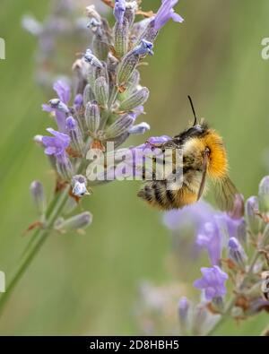 Avec des pattes recouvertes de pollen, une abeille commune de Carder pend de la corolle d'une fleur de lavande de spica. Banque D'Images