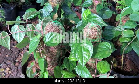 Vue panoramique sur les plantes à feuilles de bétel pour une utilisation polyvalente Banque D'Images
