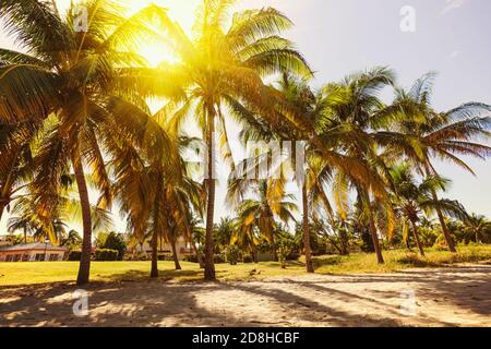 Maisons tropicales et palmiers à noix de coco sur une plage de sable près de la mer en journée ensoleillée sur l'île Banque D'Images