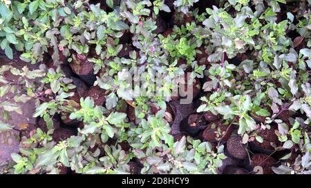 Vue panoramique sur le basilic Saint, Ocimum tenuiflorum également appelé plantes tulsi Banque D'Images