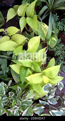 Epipremnum aureum ou pothos doré ou plante monétaire également appelée vigne argentée, lierre des îles Salomon, reine de marbre, et vigne taro Banque D'Images