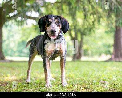 Un chien de chien de compagnie Bluetick debout à l'extérieur avec une expression heureuse Banque D'Images