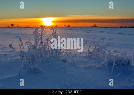 Coucher du soleil avec le gel et la neige sur les plantes Banque D'Images