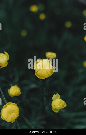 fleur de coupe jaune dans un champ Banque D'Images