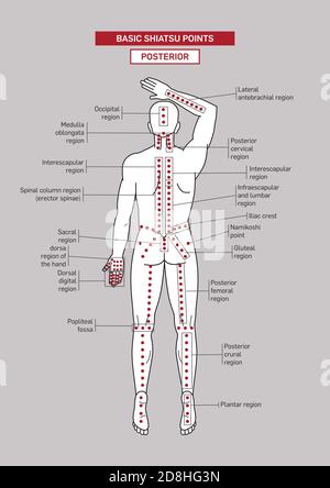 Points d'acupression shiatsu de base. Corps masculin. Illustration de Vecteur