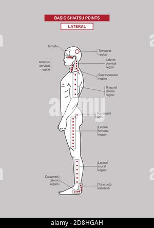 Points d'acupression shiatsu de base. Corps masculin. Illustration de Vecteur